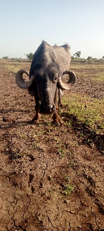 ખડેલી વેચવાની છે