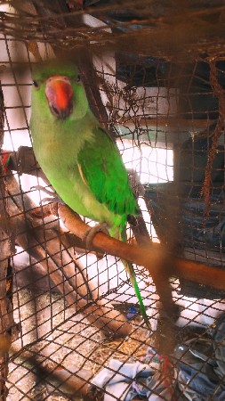 આ પોપટ વેચવાનો છે