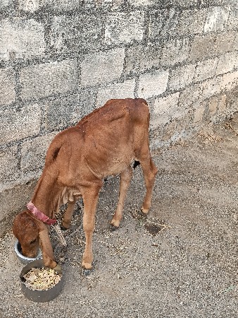 બીજું વેતર 1મહીના ની વીયાણેલ