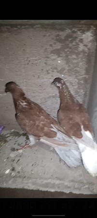 ફેન્સી કબુતર