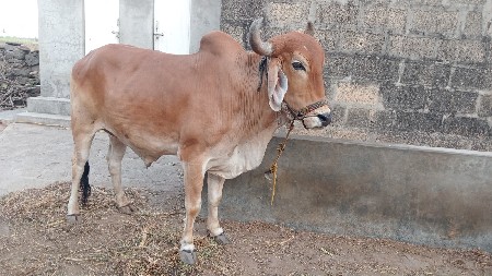 ગોધલા વહેંચવાના છે