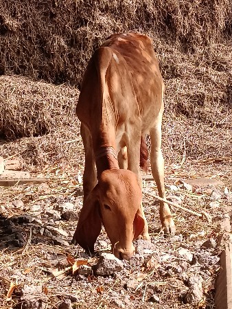 વાછડો વેચવાનો છે