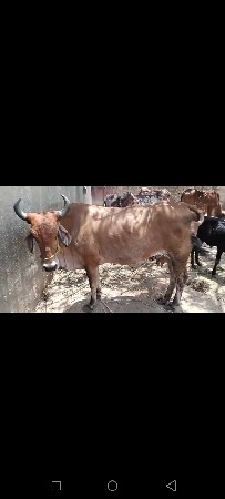 1.   વેતર.  વેચાણ થઈ છે