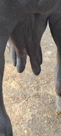 ભેંસ વેચવાની છે