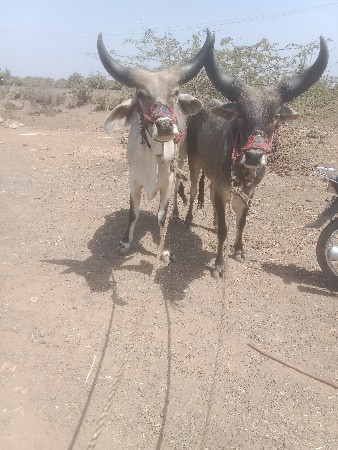 taluko jasdan jillo rajkot gam sivr
