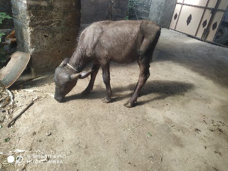 2(બે) પાડી