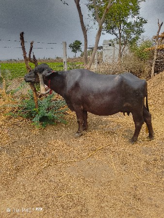આ ભેંસ વેચવાની છે
