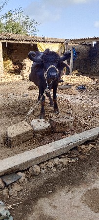 ભેંસ વેચવાની છે