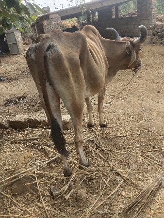 બળદ વેચવા છે