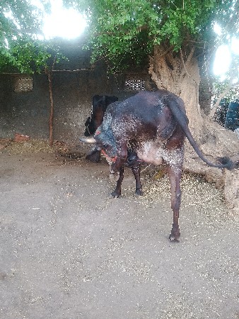 જર્સી. કોસહોડકીવેશવાનીછે