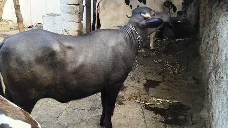 1.5વષ છે