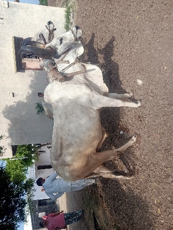 બળદ વેચવાના છે