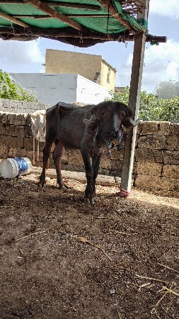 પાડો અને પાડી