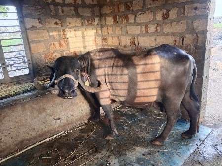વેચવાની છે