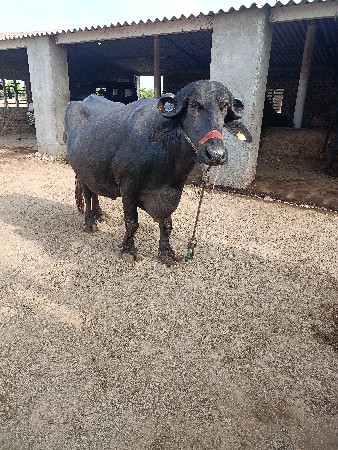 બીજા વેતર ની