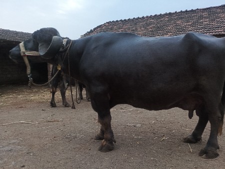 ભેંસ વેસવાની સે