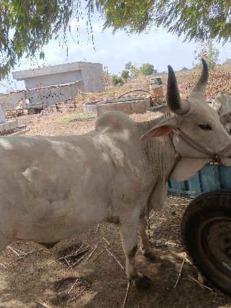 ગોઢલા