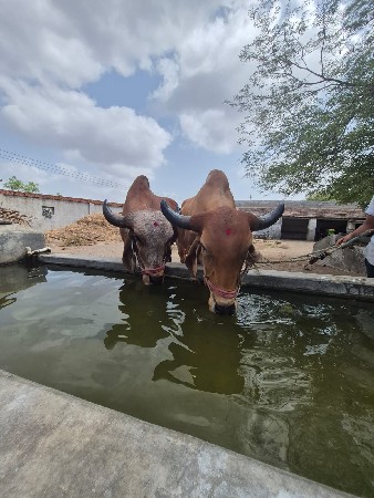 ગોધલા વેચવા ના છે