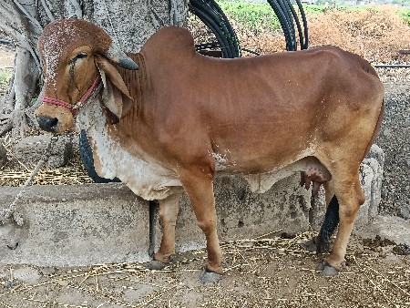 ગીર ગાય વેચવાની છે