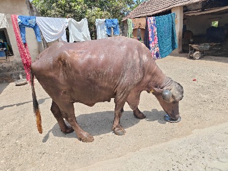 ભેંસ વેચવાની છે