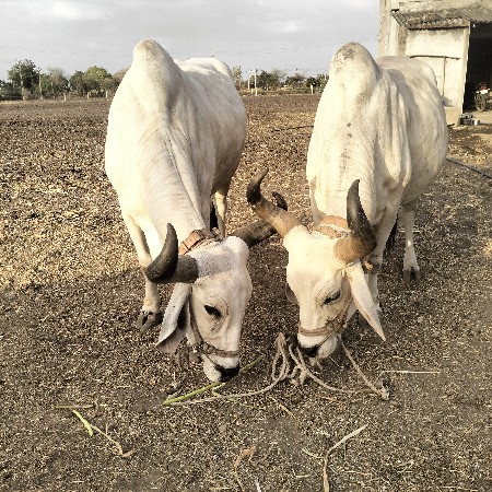 બે વાવણી વાવેલ છે