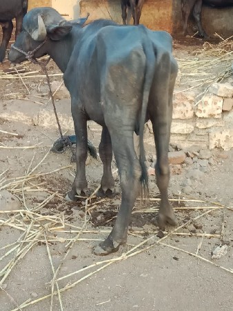 વેચાવ