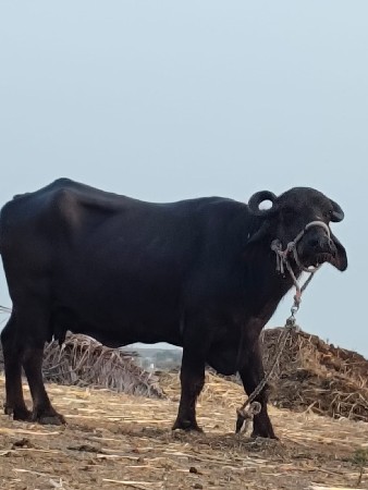 ભેંસ