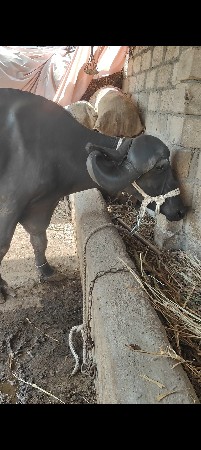 પહેલાં વેતર વ્યાની