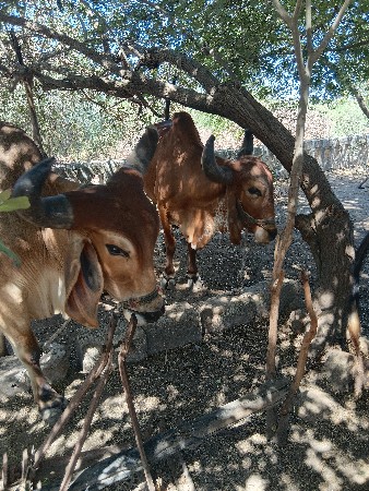 ગોઢલા વેચવાના છે