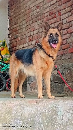 જર્મન શેફર્ડ ડબલ કોર્ટ  ફિમેલ
