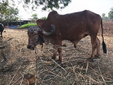બળદ વેચવા નો છે