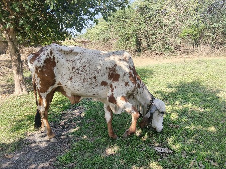 વાછડી
