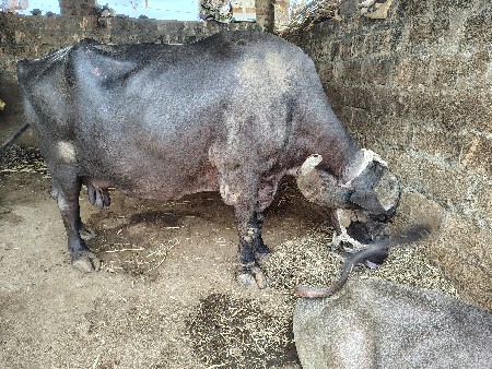 ભેંસ