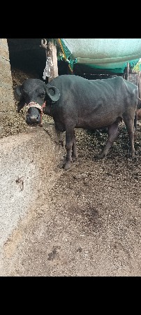 ભેંસ વેચવાની છે