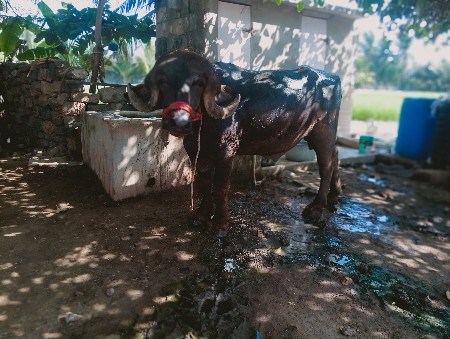 વેચવાનો આપાડો