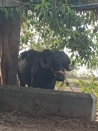 પાડો વેચવાનો છે