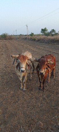 6.6દાતે