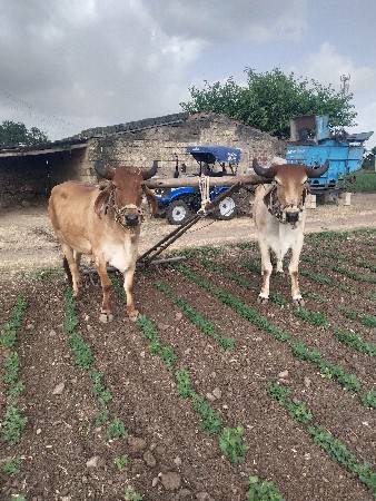 માત્ર વેચવાના