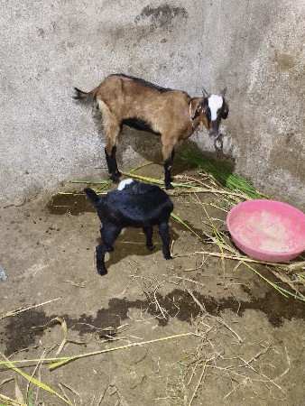 Bakri bechwani se