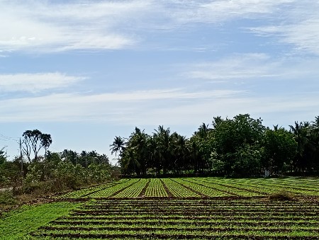 લીલી જુવાર ચારો
7 વીઘા નો છે