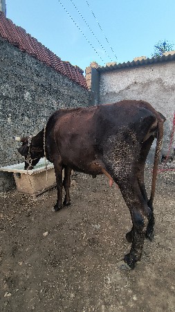 ગાય વેચવાની છે કેચપ