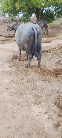 ભેંસ વેચવાની છે