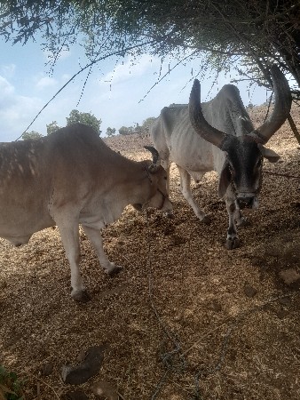 बलद7489019380