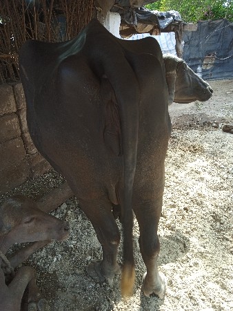 ભેંસો વેચવાની છે સાટા પણ ચાલે