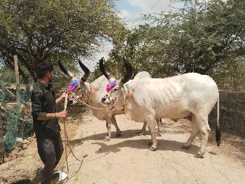 બળદ વેચવાના છે