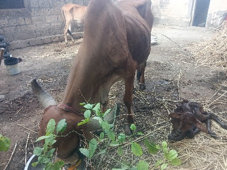 વેચવાની છે