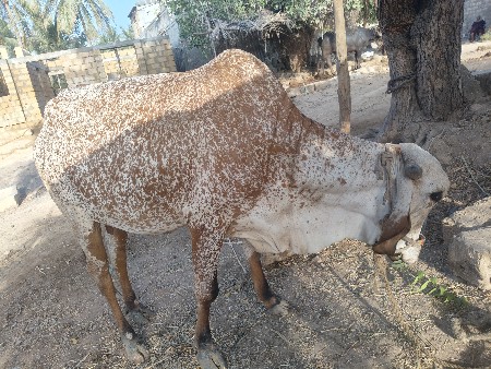 ગીર ગાય વેચવાની છે.