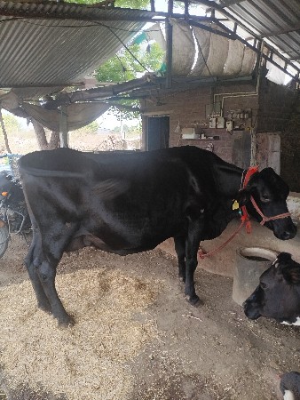 hf  ગાય વેચવા  ની છે