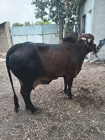 ગાય