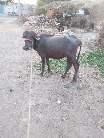kutiya